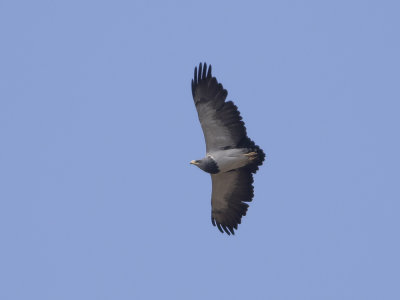 Black-chested Buzzard-eagle (Geranoaetus melanoleucus) Svartbrstad vrk