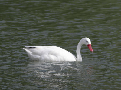 Coscoroba Swan (Coscoroba coscoroba) Coscorobasvan