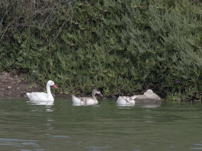 Coscoroba Swan (Coscoroba coscoroba) Coscorobasvan