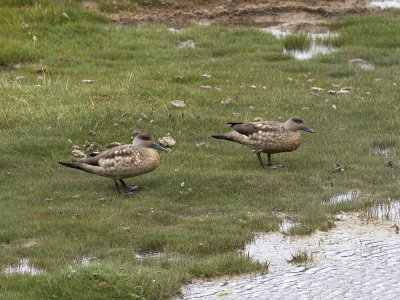 Crested Duck (Lophonetta specularioides) Tofsand