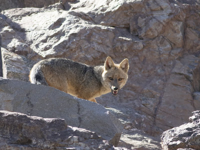 Culpeo fox (Lycalopex culpaeus) Magellanrv