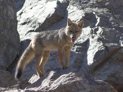 Culpeo fox (Lycalopex culpaeus) Magellanrv
