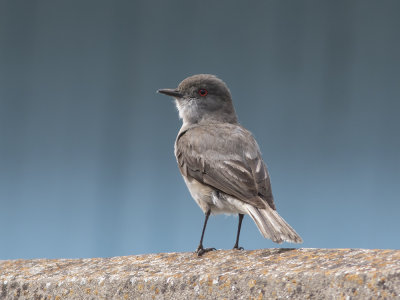 Fire-eyed Diucon (Xolmis pyrope) Eldgd monjita