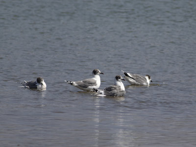 Franklin's Gull (Leucophaeus pipixcan) Prriems