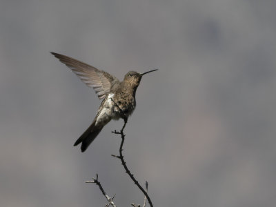 Giant Hummingbird (Patagona gigas) Jttekolibri