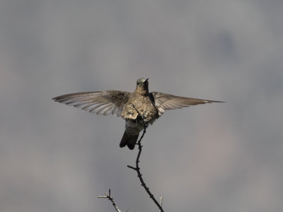 Giant Hummingbird (Patagona gigas) Jttekolibri