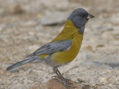 Grey-hooded Sierra Finch (Phrygilus gayi) Grhuvad sierrafink