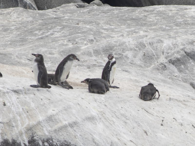 Humboldt Penguin (Spheniscus humboldti) Humboldtpingvin