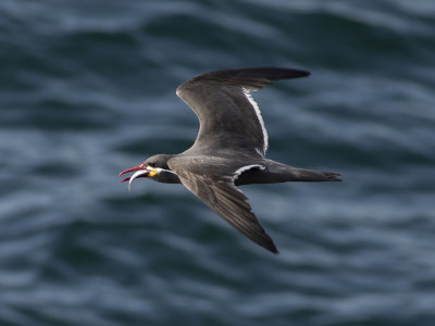 Inca Tern (Larosterna inca) Inkatrna