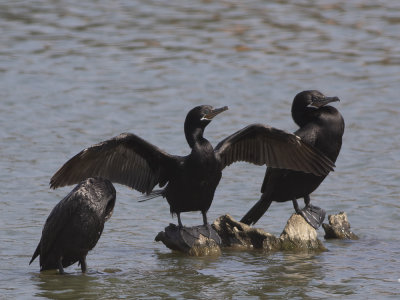 Neotropic Cormorant (Phalacrocorax brasilianus) Amazonskarv Cormorant