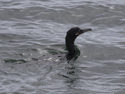 Neotropic Cormorant (Phalacrocorax brasilianus) Amazonskarv