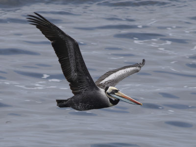 Peruvian Pelican (Pelecanus thagus) Perupelikan