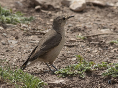 Rufous-banded Miner (Geositta rufipennis) Rostvingeminerare