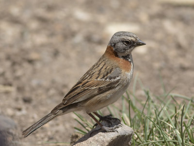 Rufous-collared sparrow (Zonotrichia capensis) Morgonsparv