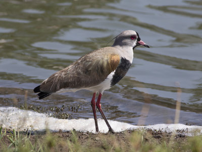 Southern Lapwing (Vanellus chilensis) Sydamerikansk vipa