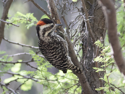 Striped Woodpecker (Veniliornis lignarius) Streckspett