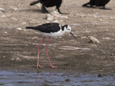 White-backed Stilt (Himantopus melanurus) Vitkronad styltlpare