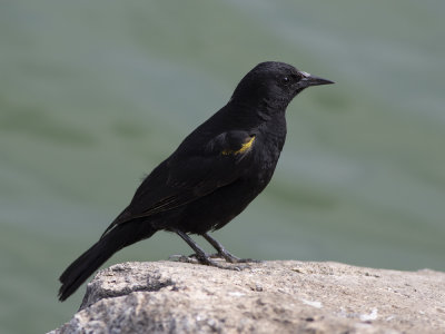 Yellow-winged Black-bird (Agelasticus thilius) Gulvingetrupial