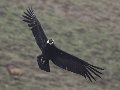 Andean Condor (Vultur gryphus) Kondor
