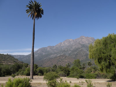 Chilean Wine Palm (Jubaea chilensis) Honungspalm