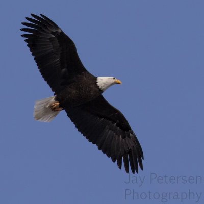 5DSR4814 copy.jpg