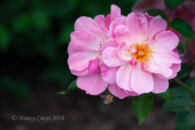 Roses in Hofgarten