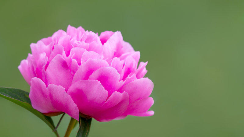 Pink peony, Sandringham