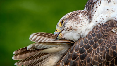 Saker falcon preening
