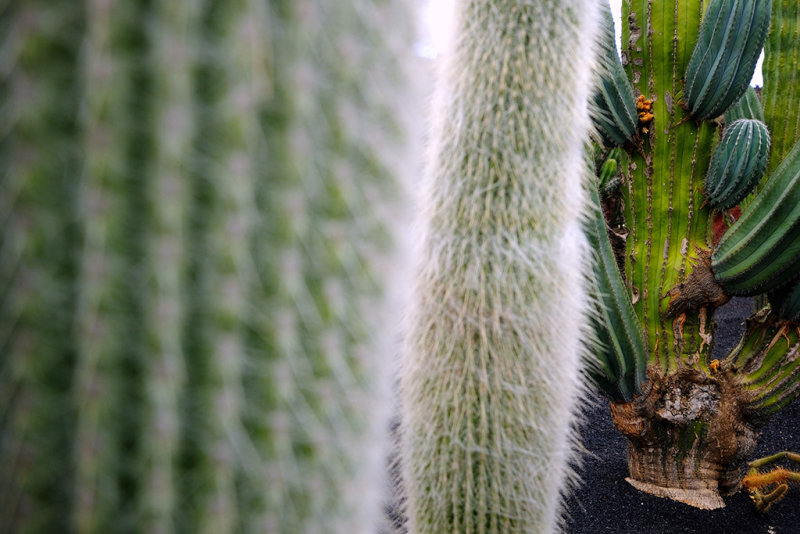 Jardin de cactus