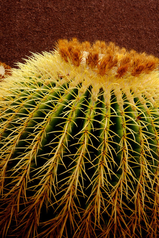 Jardin de cactus