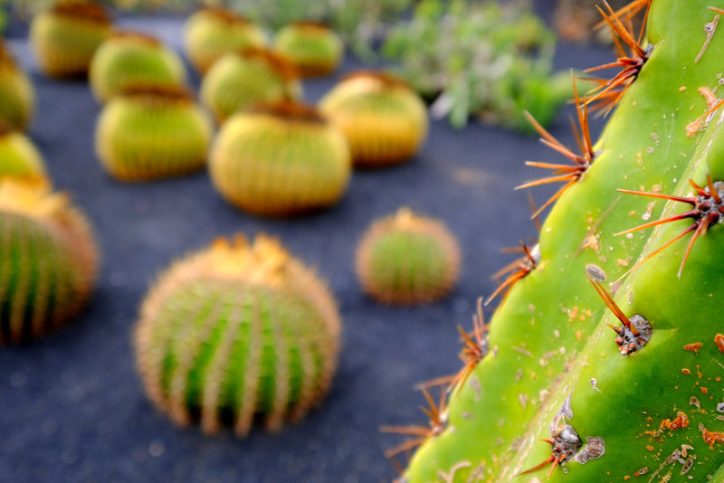 Jardin de cactus