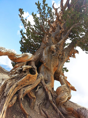 Ancient Limber Pine