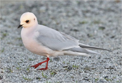 Ross's Gull, winter adult (1 of 13)