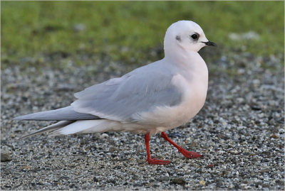 Ross's Gull, winter adult (2 of 13)