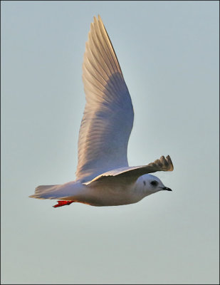 Ross's Gull, winter adult (3 of 13)