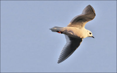 Ross's Gull, winter adult (4 of 13)