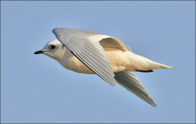 Ross's Gull, winter adult (6 of 13)
