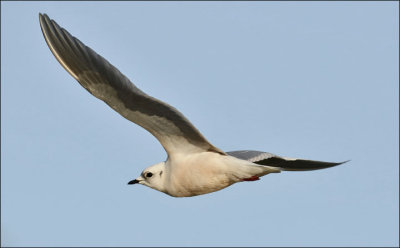 Ross's Gull, winter adult (8 of 13)