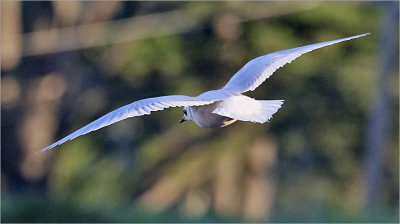Ross's Gull, winter adult (9 of 13)