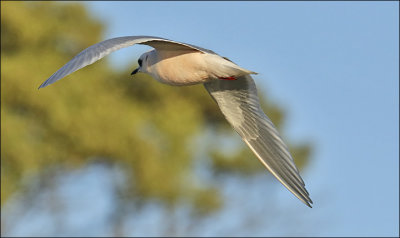 Ross's Gull, winter adult (10 of 13)