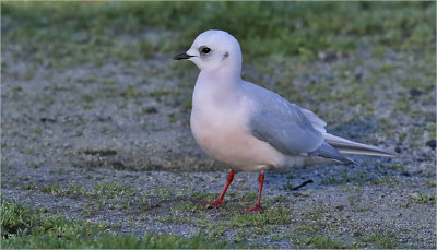 Ross's Gull, winter adult (11 of 13)