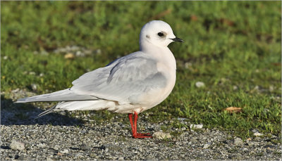 Ross's Gull, winter adult (12 of 13)