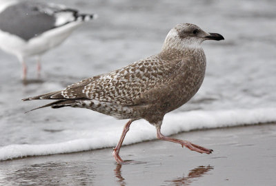 Thayer's Iceland Gull, juv.