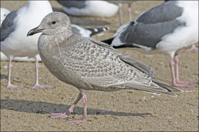 Glaucous-winged Gull, juv.