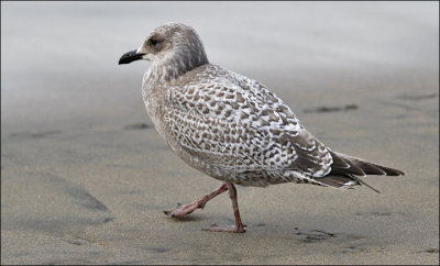 Thayer's Iceland Gull, cy 1