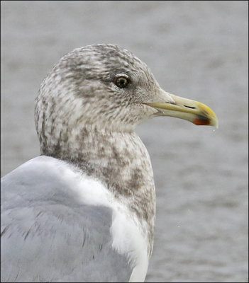 Thayer's Iceland Gull, 1st cycle