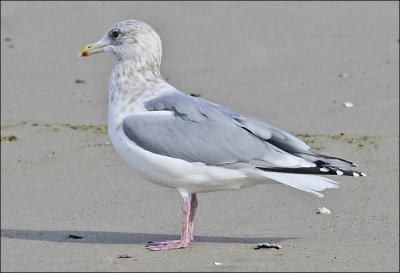 Thayer's Iceland Gull, winter adult