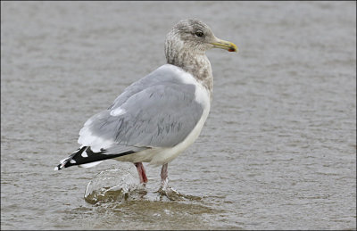 Thayer's Iceland Gull, winter adult