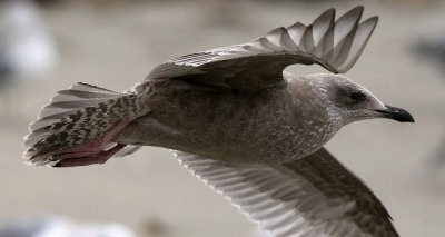 Thayer's Iceland Gull, 1st cy