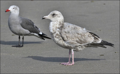Thayer's Gull, 2nd cycle (1 of 2)